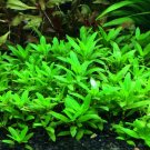 Staurogyne Repens Clump S. Repens Live Aquarium Plants