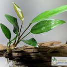 Anubias Frazeri Anubias Aquatic Plants Live Aquarium Plants