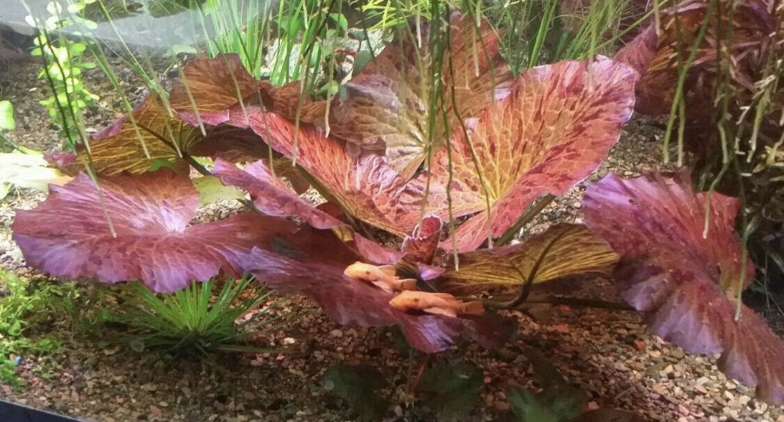 Tiger Lotus Nymphaea Zenkeri Red Easy Live Aquarium Plants