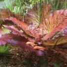 Tiger Lotus Nymphaea Zenkeri Red Easy Live Aquarium Plants