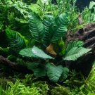 Anubias Coffeefolia Anubis Rhizome Live Aquarium Plants