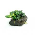 Anubias Nana Petite On Driftwood Live Aquarium Plants