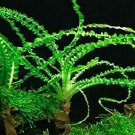 Crinum Calamistratum Live Aquarium Plants Easy Aquatic Plants