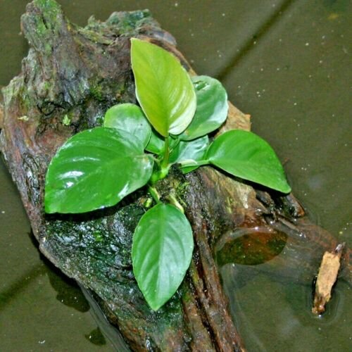 Anubias Barteri Round Leaf Live Fish Tank Aquarium Plants