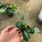 Anubias Coin Leaf Anubias Gold Coin Live Aquarium Plants