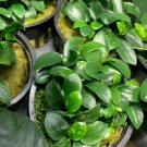 Anubias Nana Petite Pot Fish Tank Plant Live Aquarium Plants