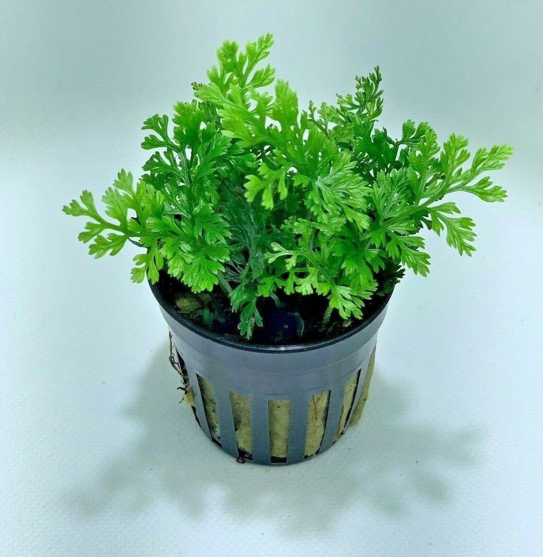 Mini Bolbitis Bolbitis Heudelotii Live Aquarium Plants