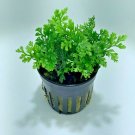 Mini Bolbitis Bolbitis Heudelotii Live Aquarium Plants