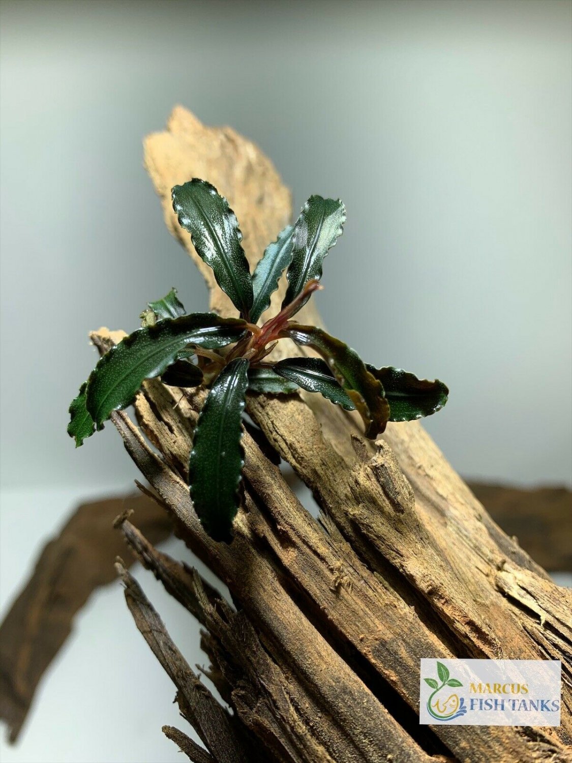 Bucephalandra Buce Various Rhizome Live Aquarium Plant