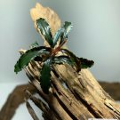 Bucephalandra Buce Various Rhizome Live Aquarium Plant