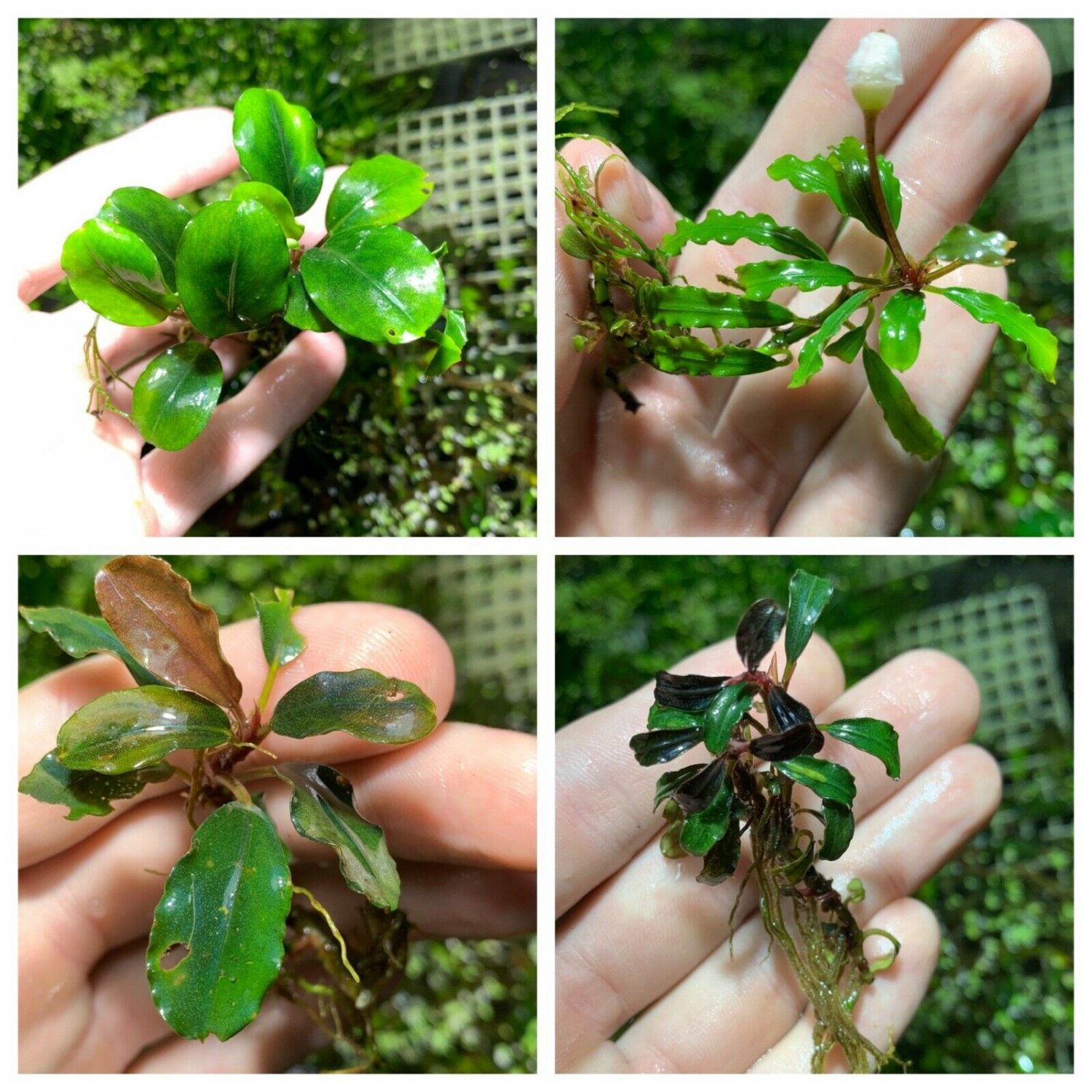 Bucephalandra Buce Mystery Rhizome Live Aquarium Plant
