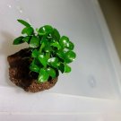 Anubias Nana Petite On Lava Rock Live Aquarium Plants