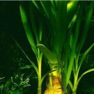 Crinum Thaianum Thai Onion Easy Live Aquarium Plants