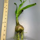 Crinum Thaianum Thai Onion Water Onion Live Aquarium Plants