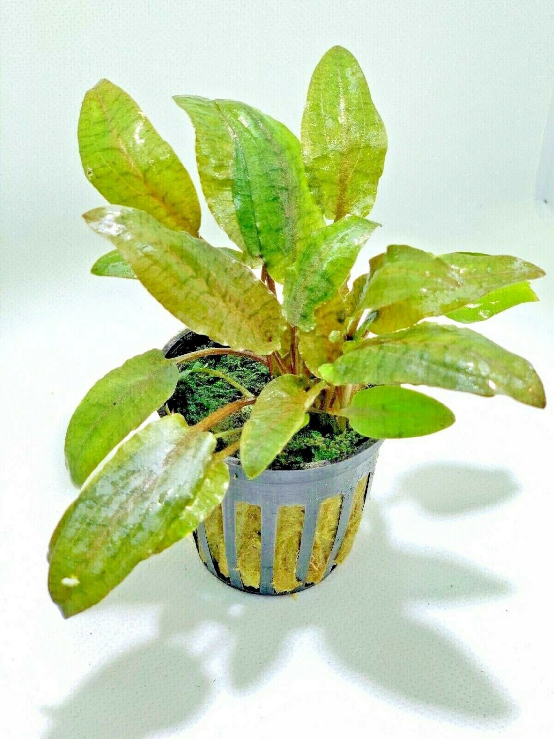 Cryptocoryne Wendtii Bronze Pots Crypt Wendtii Easy Live Aquarium Plants
