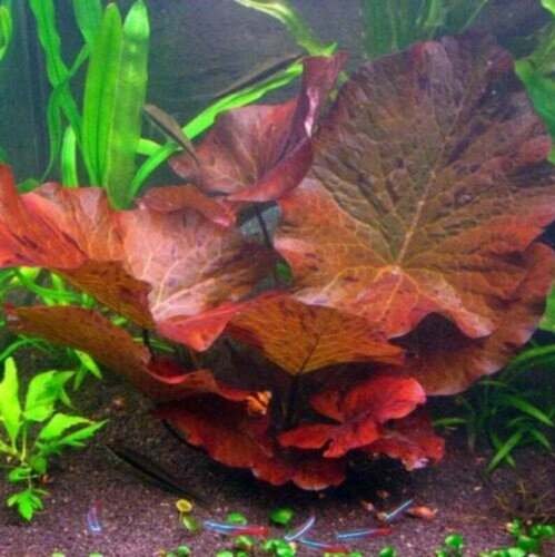 Dwarf Water Lily Nymphaea Stellata Rubra Lily Pad Live Aquarium Plants