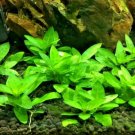 Staurogyne Repens Clumps S. Repens Easy Live Aquarium Carpeting Plants