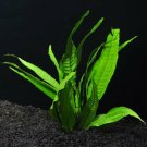 Java Fern Microsorum Pteropus Easy Live Aquarium Plants Aquatic Plants