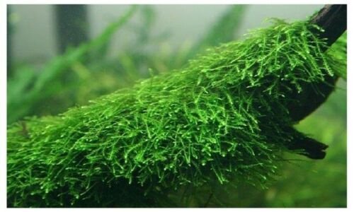 Java Moss Portions Vesicularia Dubyana Aquatic Moss Live Aquarium Plants