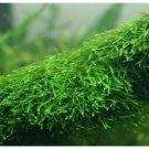 Java Moss Portions Vesicularia Dubyana Aquatic Moss Live Aquarium Plants