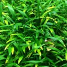 Cryptocoryne Parva Pots Aquatic Plants Crypt Parva Easy Live Aquarium Plants