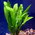 Amazon Swords Echinodorus Bleheri Live Aquarium Plants Rooted
