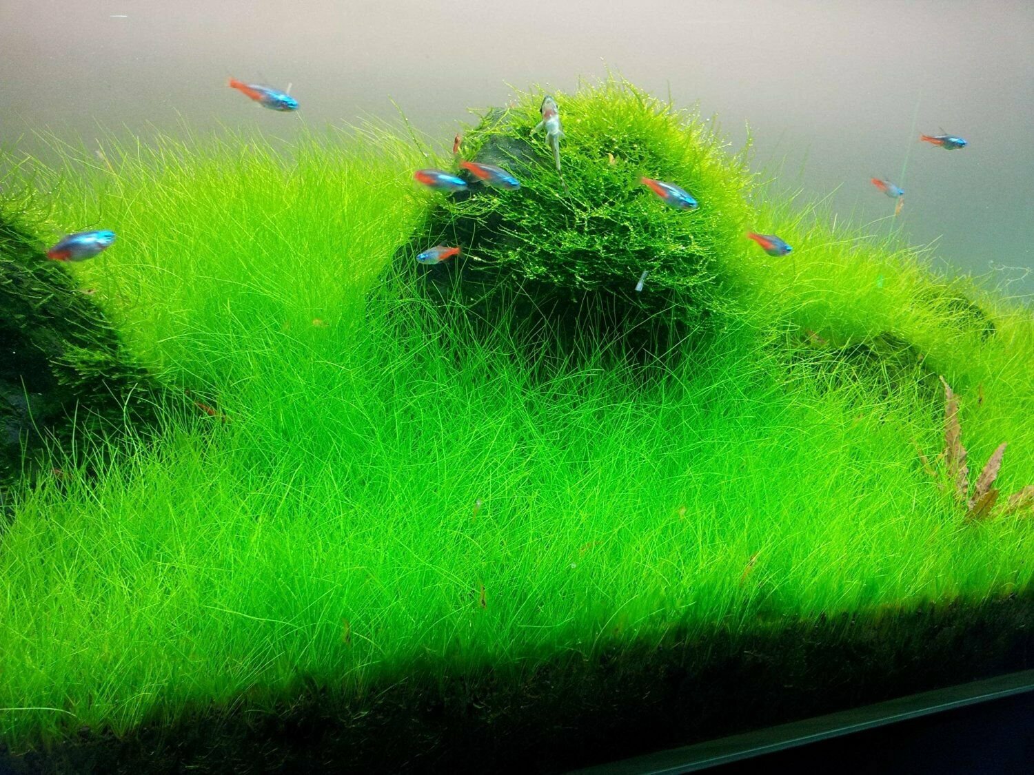 Dwarf Hair Grass Mini Clumps Eleocharis Parvula Clump Aquarium Plants