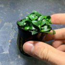 Anubias Nana Petite Pots Fish Tank Plants Easy Live Aquarium Plants
