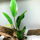 Anubias Frazeri Anubias Aquatic Plants Live Aquarium Plants