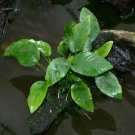 Anubias Barteri Easy Live Fish Tank Aquatic Aquarium Plants
