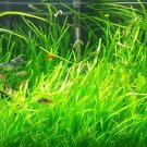 Jungle Val Italian val vallisneria Live Aquarium Plants