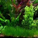 Dwarf Hair Grass Eleocharis Parvula Clumps Aquarium Plants