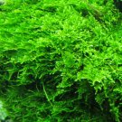 Christmas Moss Vesicularia Montagnei Aquarium Plants Moss