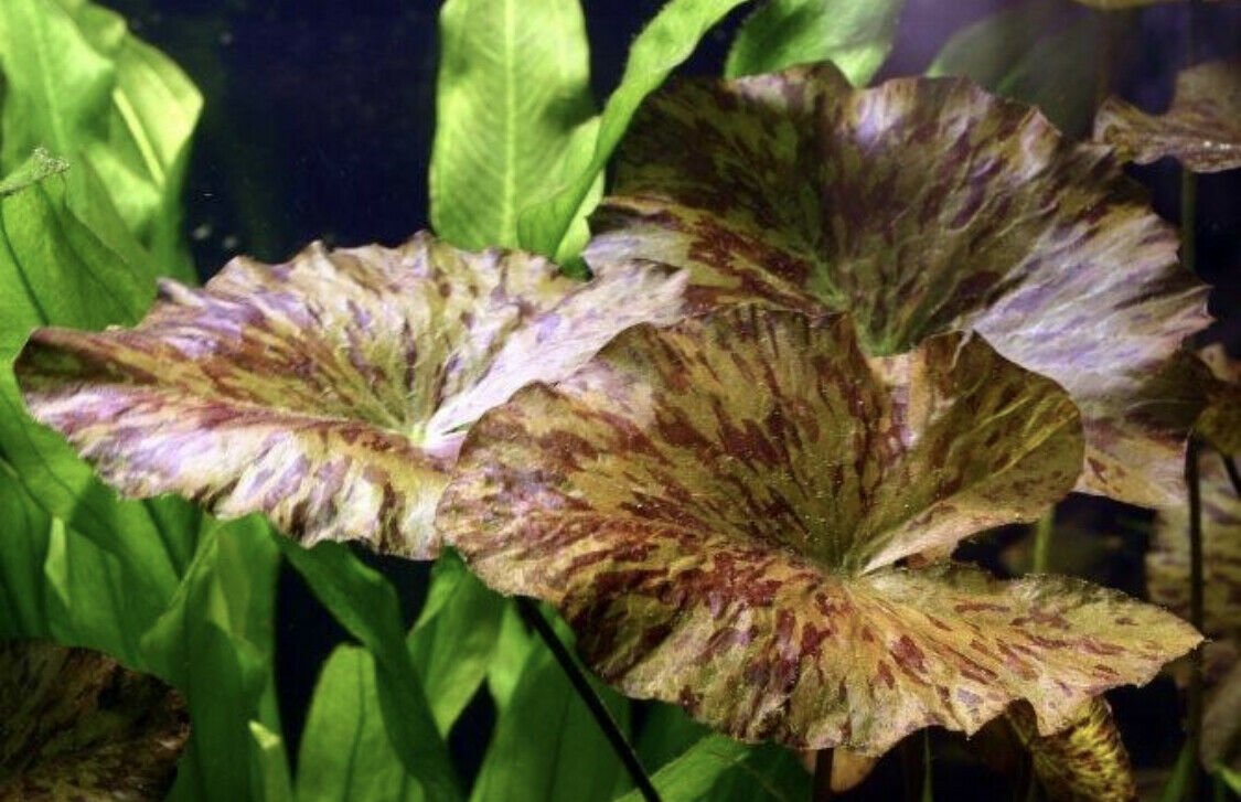Tiger Lotus Nymphaea Zenkeri Red Easy Live Aquarium Plant
