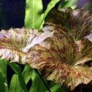 Tiger Lotus Nymphaea Zenkeri Red Easy Live Aquarium Plant