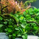 Anubias Barteri Easy Live Aquarium Plants Aquatic Plants