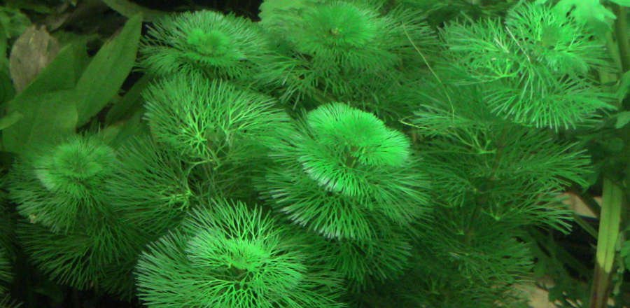 Green Cabomba Carolina Live Fish Tank Plants Aquarium Plants