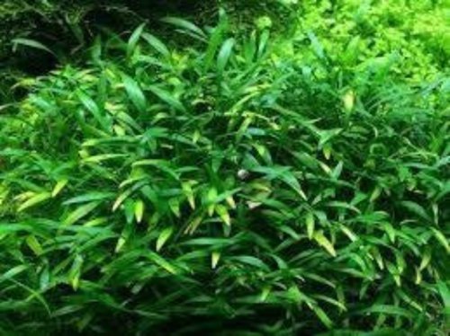 Cryptocoryne Parva Crypt Parva Easy Live Aquarium Plants