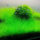 Dwarf Hairgrass Eleocharis Parvula Live Aquarium Plants