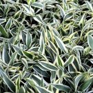 Sanderiana Variegated Dracaena Terrarium Plant House Plants