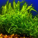 Micro Sword Liaeopsis Brasiliensis Aquarium Plants