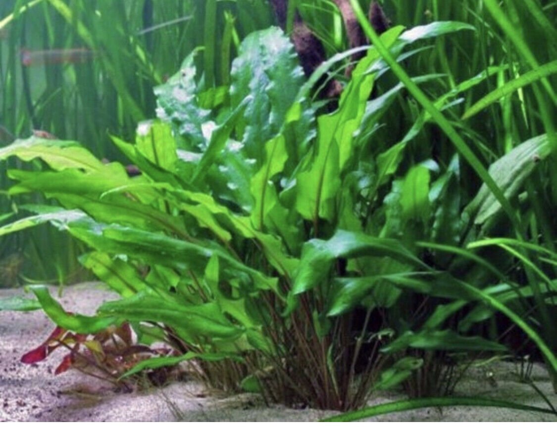 Cryptocoryne Wendtii Green Pot Crypt Live Aquarium Plants
