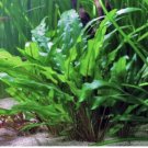 Cryptocoryne Wendtii Green Pot Crypt Live Aquarium Plants