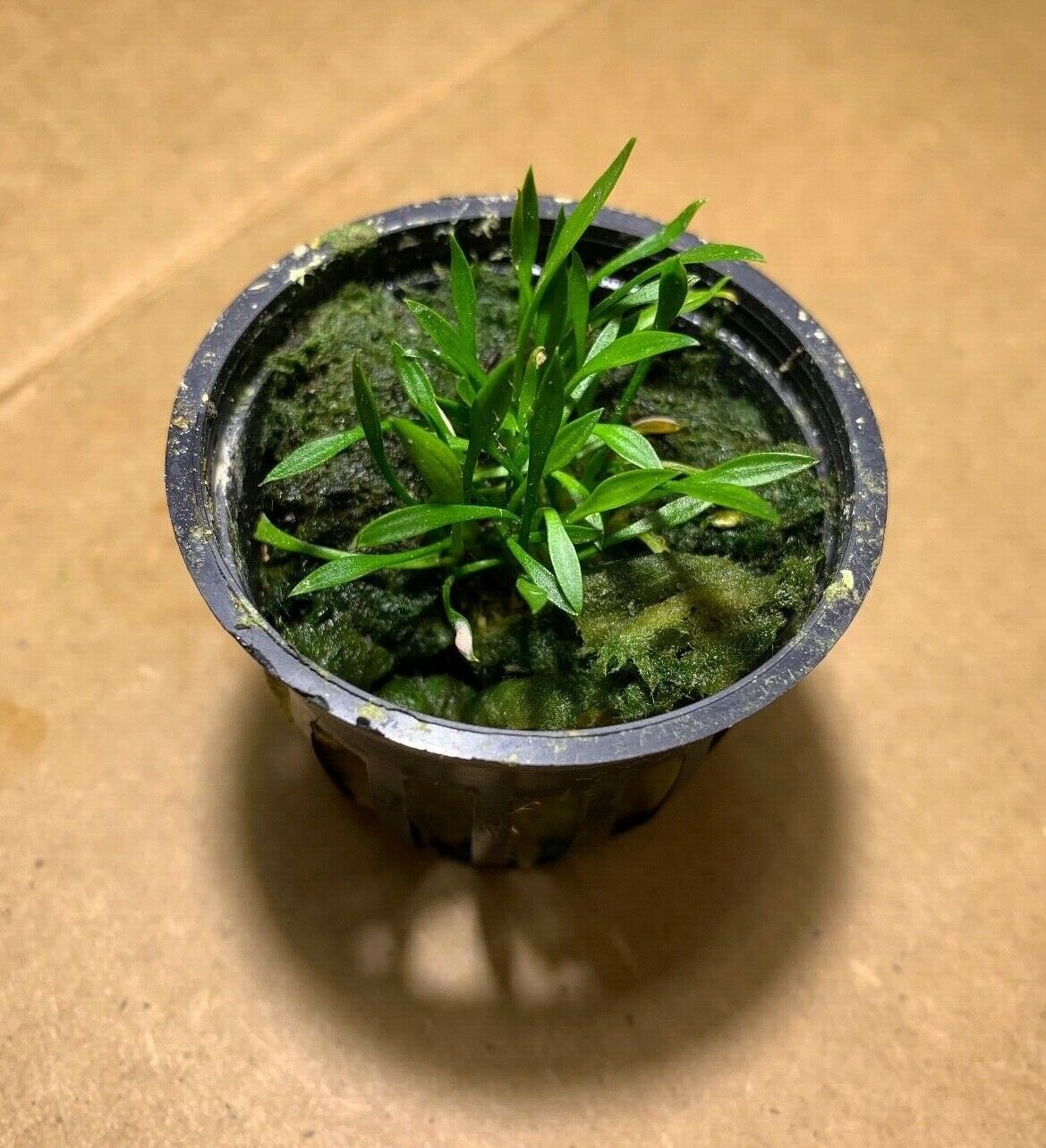 Cryptocoryne Parva Crypt Parva Easy Live Aquarium Plant