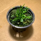 Cryptocoryne Parva Crypt Parva Easy Live Aquarium Plant