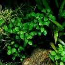 Anubias Nana Petite Anubias Plants Live Aquarium Plant