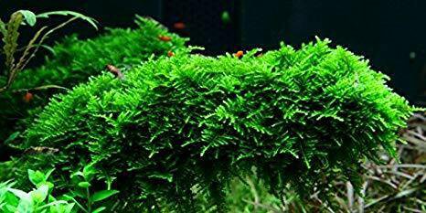 Christmas Moss Aquarium Moss Aquatic Moss Java Moss