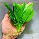 Echinodorus Parviflorus Rosette Sword Plant Live Aquarium Plant