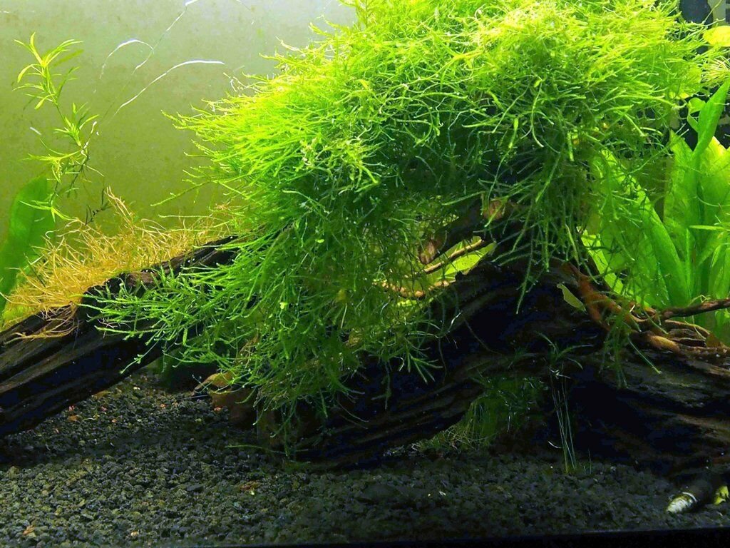 Java Moss Vesicularia Dubyana Aquarium APF Live Aquatic Plants