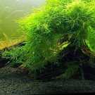 Java Moss Vesicularia Dubyana Aquarium APF Live Aquatic Plants